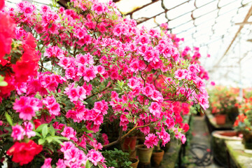 Closeup macro bloom Azalea flowers with a red color. Blossoming colorful azaleas flowers in pots in orangery. Horticulture, hobby, care plant, gardening. Indian Azalea (Rhododendron simsii) petals