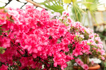 Closeup macro bloom Azalea flowers with a red color. Blossoming colorful azaleas flowers in pots in orangery. Horticulture, hobby, care plant, gardening. Indian Azalea (Rhododendron simsii) petals	
