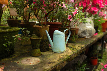 Vintage watering can stands on table near pot. Gardening. Various potted flowers and metal watering can on the garden table. Blossoming azaleas flowers in pots in orangery. Interior design greenhouse	