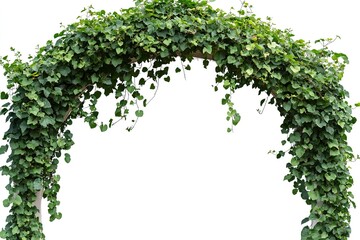 Green Arch of Climbing Vines: A Natural Canopy of Leaves on White Background