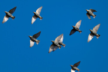 Ein Schwarm Stare am Himmel im Herbst	