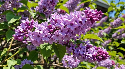 Lilac flowers in bloom, vibrant and fresh, close-up view, green foliage background