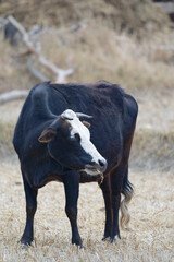 Fototapeta premium Cow in the field