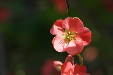 Chaenomeles Japonica (japanese quince) flowers in spring