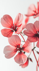 Delicate pink flowers in soft light showcase their intricate petals and natural beauty