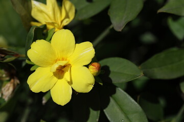close up of jasminum nudiflorum (Winter Jasmine) flower