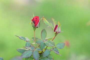 Exquisite Rose Buds Set Against a Lush, Blurred Green Background