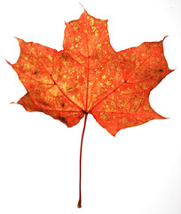 Maple leaf