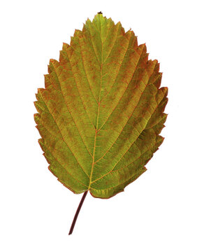 Alder leaves
