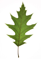 Red oak leaves