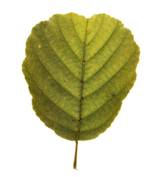 Aspen leaf.