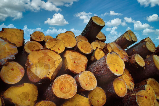 Logs in lumberyard