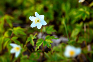 Wood anemone.
