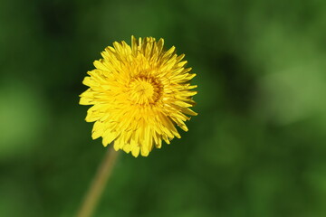 close up of dandelion (Taraxacum officinale) flower
