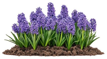 Fototapeta premium PNG Hyacinths flowers bush hyacinths outdoors spring.