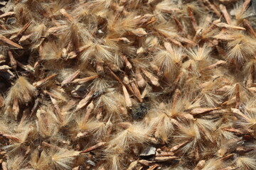 Close-Up of Plane Tree Seeds in Detail