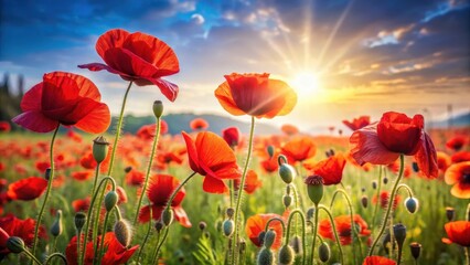 Fototapeta premium A field of vibrant red poppies swaying gently in the breeze with a subtle hint of sunlight filtering through the petals , spring blooms, red flowers