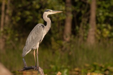 grey heron, ardea cinerea, over water, portrait, atlas photo, full body, plumage, beak, neck