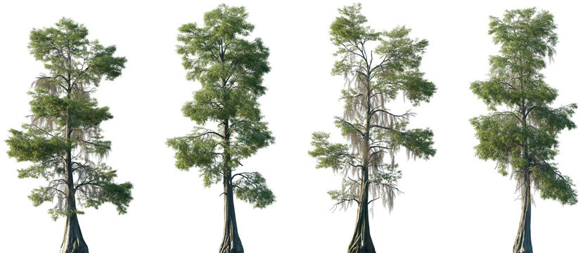 Set of Taxodium distichum (baldcypress, bald-cypress, bald cypress, swamp cypress) frontal set trees isolated png on a transparent background perfectly cutout