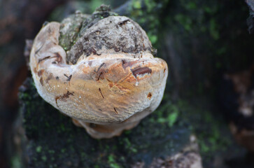 A close-up of a mushroom growing on a tree trunk, with intricate details of its textured cap and the surrounding bark.
