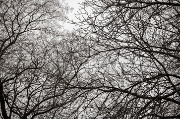 Silhouette of a tree against the sky.