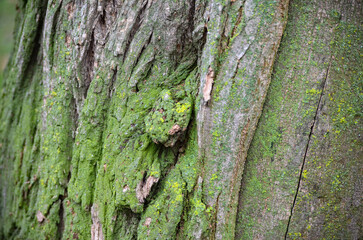 A wood texture up close.