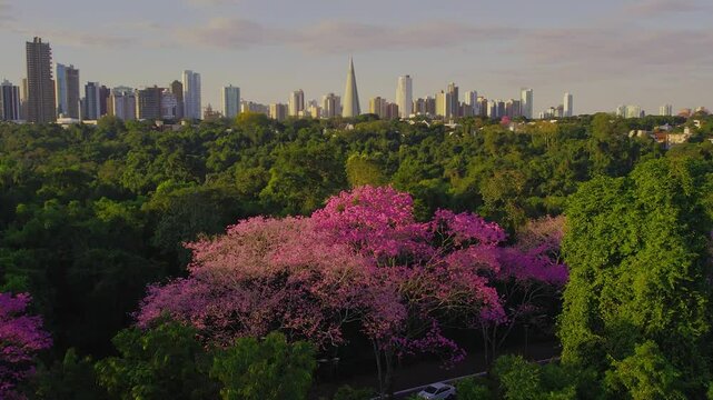 Vis&atilde;o a&eacute;rea da cidade de Maring&aacute; no Paran&aacute; com &aacute;rvores floridas e skyline da cidade com a catedral.