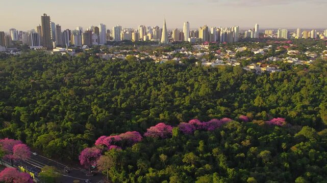 Vis&atilde;o a&eacute;rea da cidade de Maring&aacute; no Paran&aacute; com &aacute;rvores floridas e skyline da cidade com a catedral.
