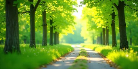 Serene Pathway Through a Lush Green Canopy of Trees on a Sunny Day