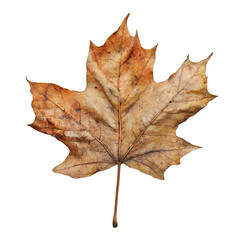 Obraz premium Leaf is shown on a white background