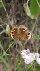 El espíritu indomable de este animal se refleja en cada vuelo que emprende.