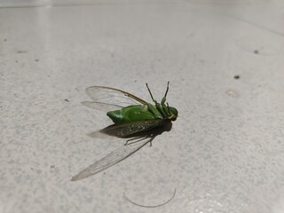 cockroach on a wall