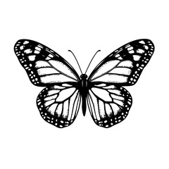 butterfly on white background