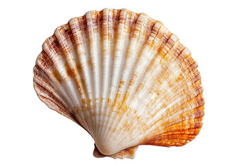 Obraz premium A shell with a white and orange pattern. ,on transparent background.