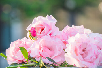 Pink rose, Group of soft pink rose on bokhe nature background, rose flower bloom in the summer in the country garden, Close up rose booming and water drop on petals, intimate, romantic, delicate