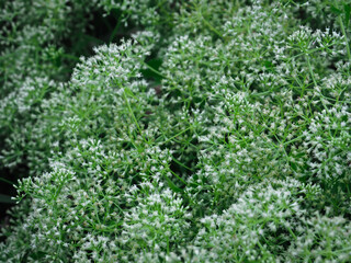 White grass flowers in a dense forest, close-up for a natural background.