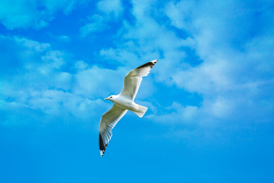 Seagull against beautiful sky.