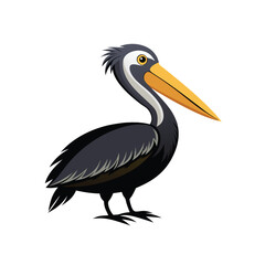 pelican in colour vector white backgound.eps
