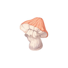 Watercolor illustration of a mushroom with a soft orange cap. Hand drawn. Isolated illustration on a white background.