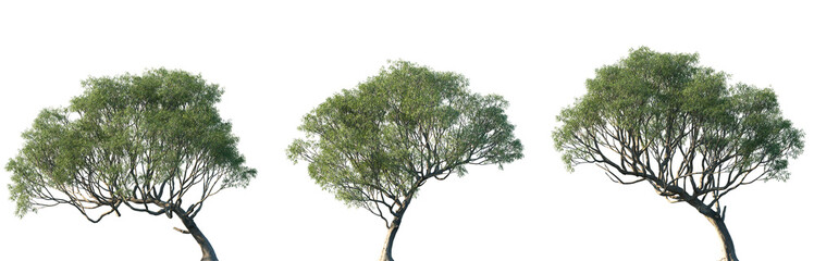 Set of Salix caroliniana (commonly known as the coastal plain willow) isolated png in sunny daylight on a transparent background perfectly cutout