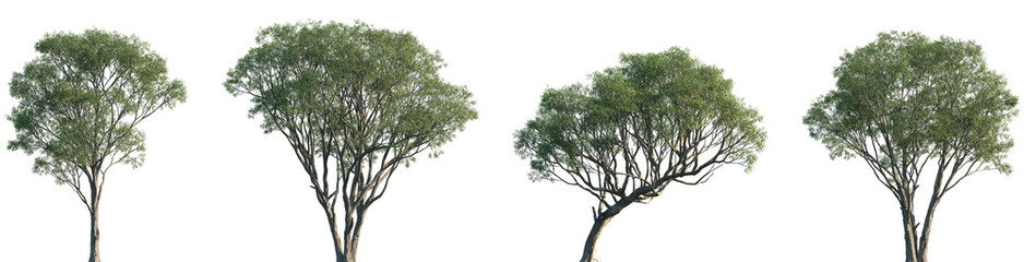 Set of Salix caroliniana (commonly known as the coastal plain willow) isolated png in sunny daylight on a transparent background perfectly cutout © Viktoria