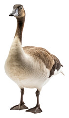 Obraz premium PNG Goose animal bird