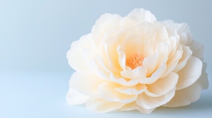 Delicate white peony close-up against soft blue background: elegance and purity in bloom