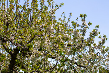 Blooming cherry trees in spring. Cherry flower.