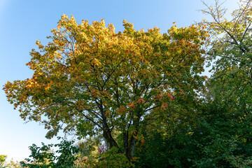Fototapeta premium Leaves on some trees are now turning yellow and orange, whereas others are still green. Beautuful colorful scene under a blue autumn sky.