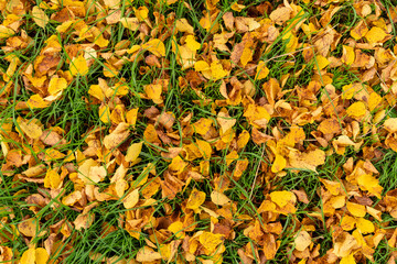 Autumn scene: Tree foliage of trees has been fallen down and gives the still green meadow a beautiful  orange and yellow tone.