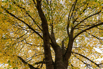 Looking up a tree in autumn: Beautiful orange and yellow colors agains an autumn sky.
