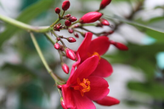 Peregrina, Jatropha integerrima, spicy jatropha