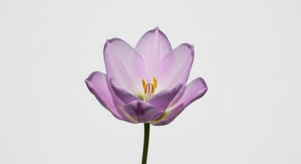 Fototapeta premium Close up of a Blooming Purple Tulip Flower Isolated on White Background