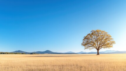 Fototapeta premium Lone tree in golden grass field against clear blue sky and distant mountains